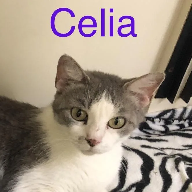 Celia thumbnail 2