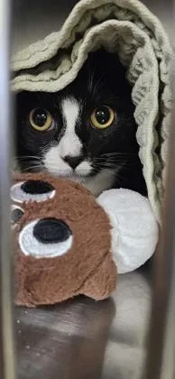 An adult small-sized male Domestic Short Hair cat named Merlin for adoption in Roseville, CA