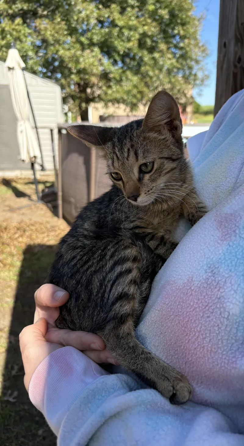 A baby small-sized male Tabby (Brown / Chocolate) Tabby cat named Fifty cent for adoption in Paulina, LA
