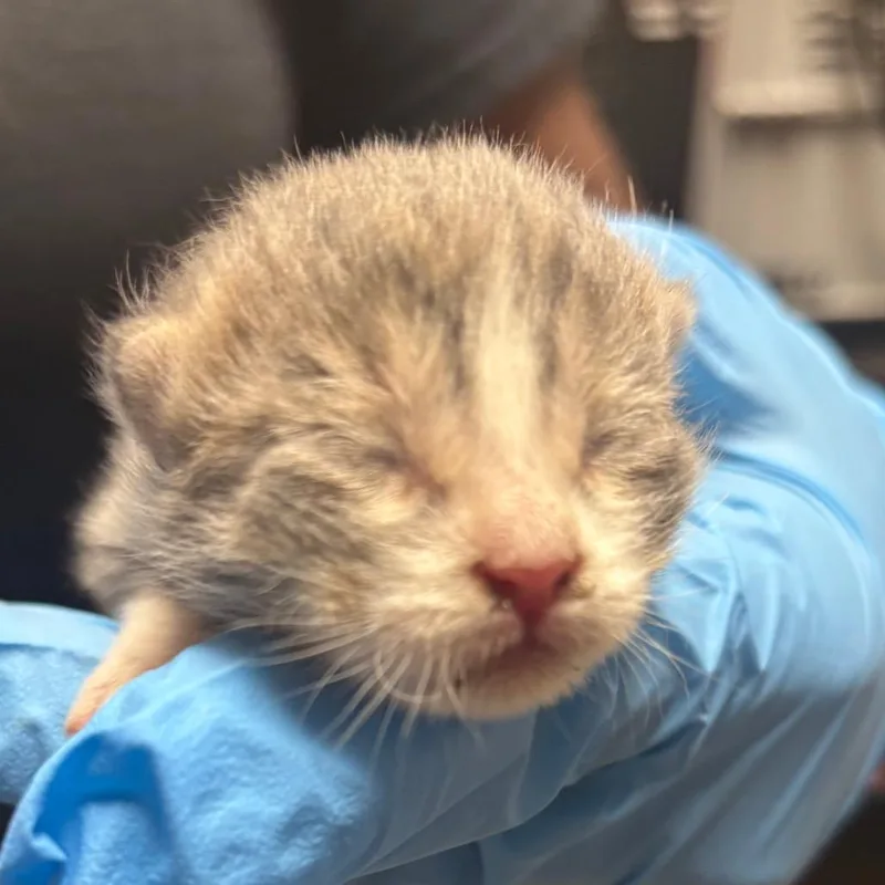 A baby small-sized male Gray / Blue / Silver Domestic Short Hair cat named Chucky for adoption in Yuma, AZ