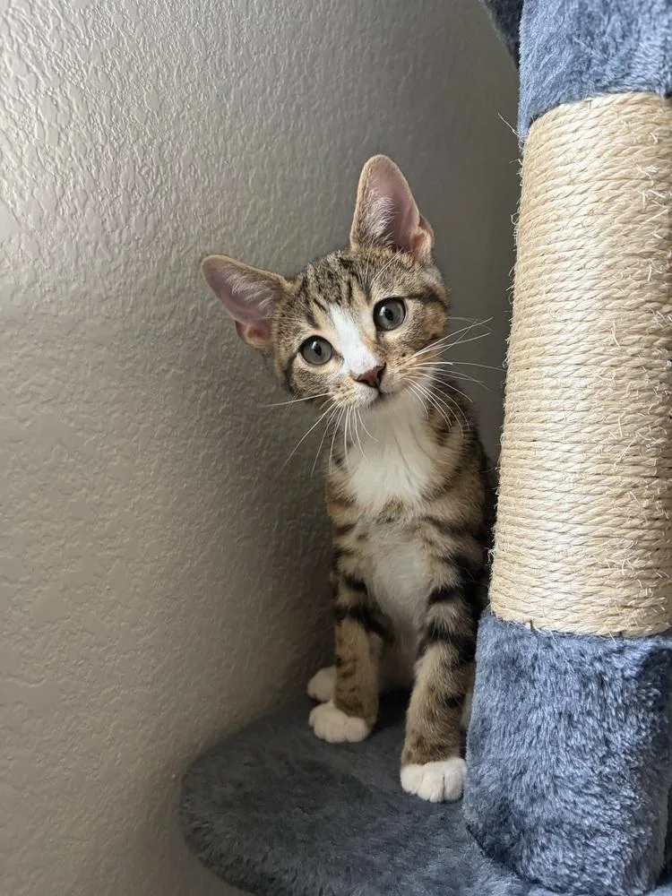 A baby small-sized male Tabby cat named Sokka for adoption in Dallas, TX