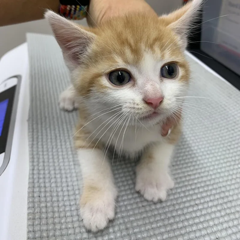 A baby small-sized male Orange / Red Domestic Short Hair cat named Meowzart for adoption in Morganton, NC