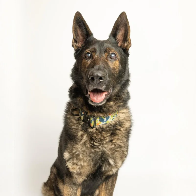 A senior large-sized male German Shepherd Dog dog named Kobe for adoption in Richardson, TX