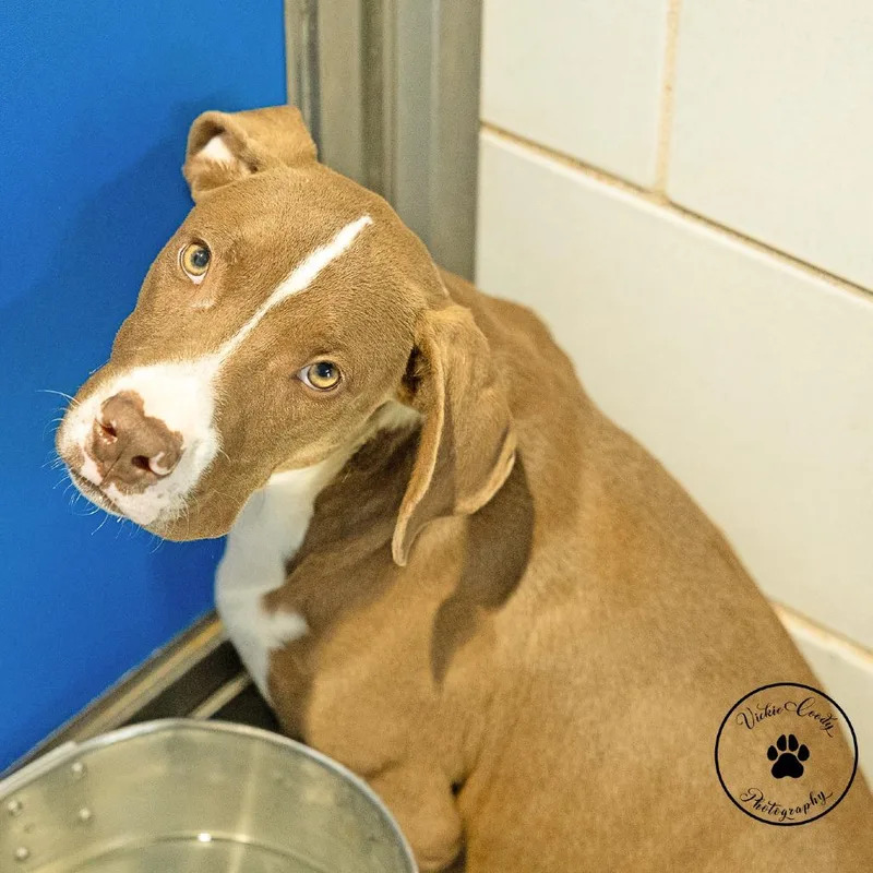 A young medium-sized male Brown / Chocolate Mixed Breed dog named Tonic for adoption in Abilene, TX
