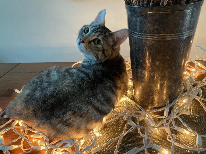 An adult medium-sized female Domestic Short Hair cat named Frosti for adoption in San Jose, CA