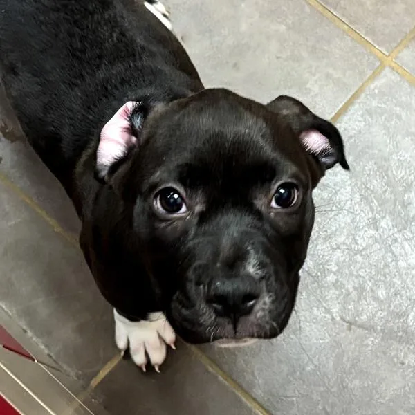A baby medium-sized female Terrier dog named Daphne for adoption in Des Moines, IA