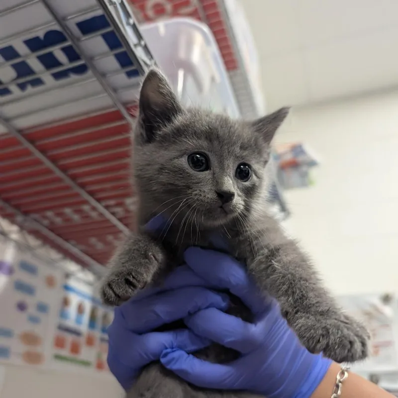 A baby small-sized male Gray / Blue / Silver Domestic Long Hair cat named Reid for adoption in League City, TX