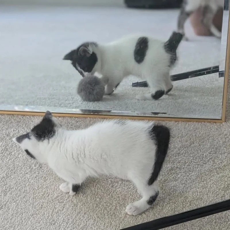 A baby small-sized female Black Domestic Short Hair cat named Bumblebee for adoption in Fairfax Station, VA