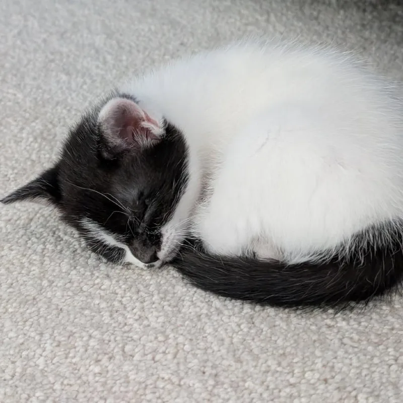 Bumblebee thumbnail 2