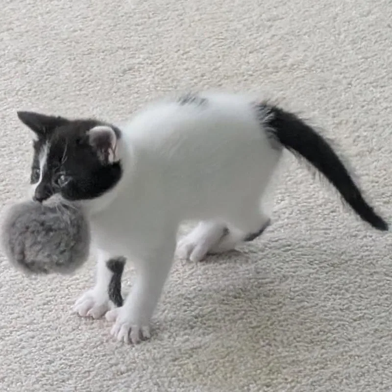 Bumblebee thumbnail 3