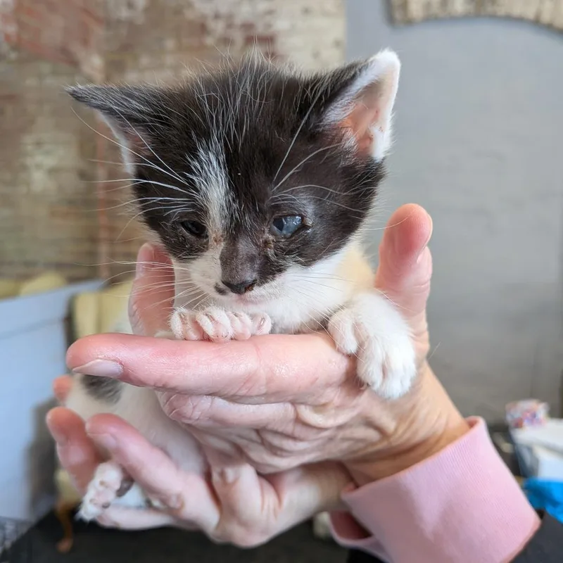 Bumblebee thumbnail 4