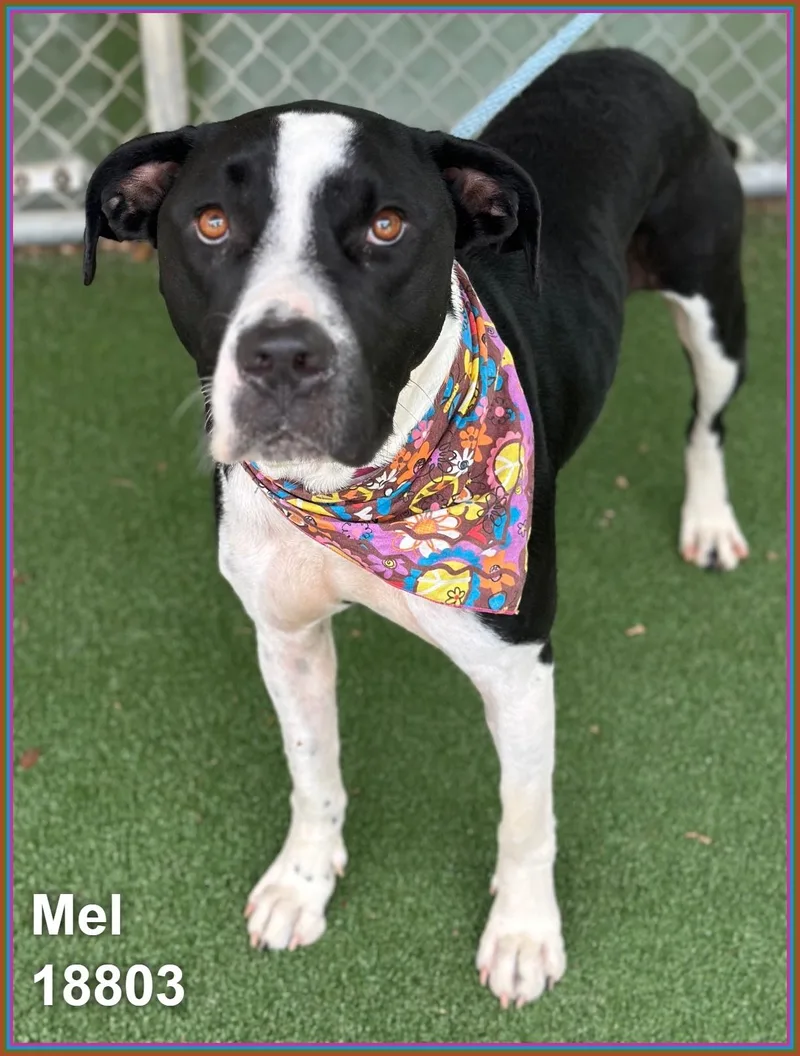 A young large-sized female Black Pit Bull Terrier dog named Mel for adoption in Marietta, GA