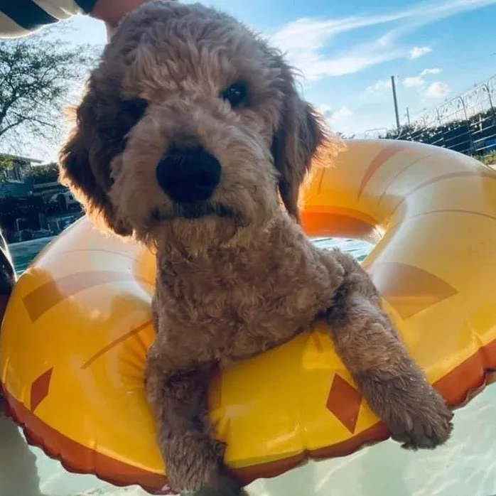 Owen The Sweetest And thumbnail 2