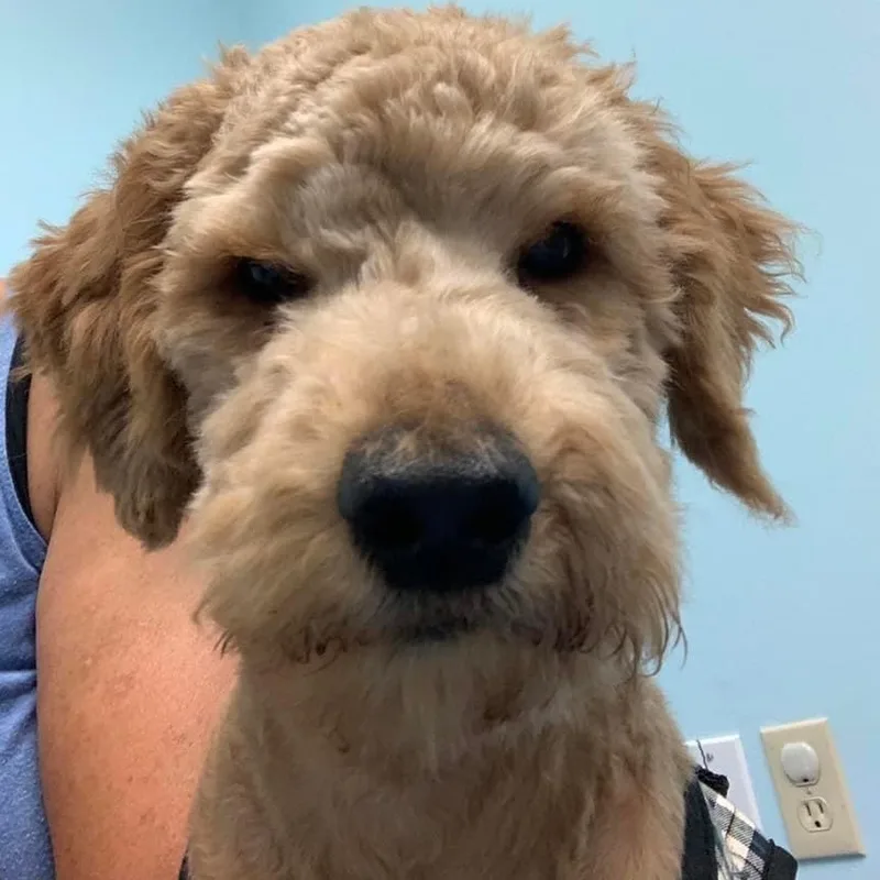 Owen The Sweetest And thumbnail 3