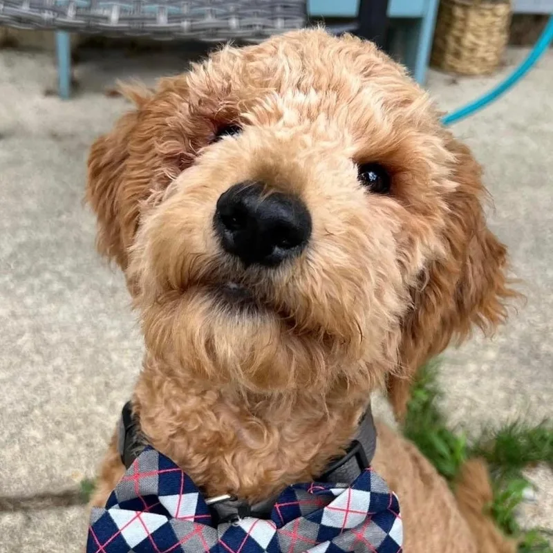 Owen The Sweetest And thumbnail 5