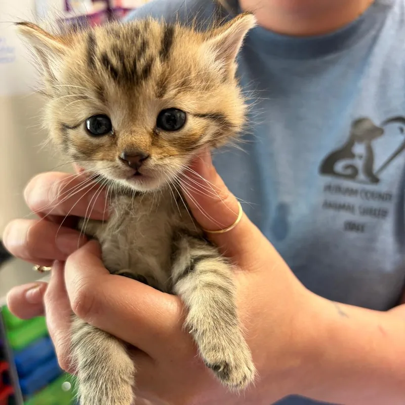 A baby small-sized male Black Domestic Short Hair cat named Licorice for adoption in Red House, WV