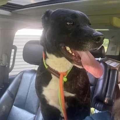 A young large-sized male Brown / Chocolate Mixed Breed dog named Odin for adoption in Owosso, MI