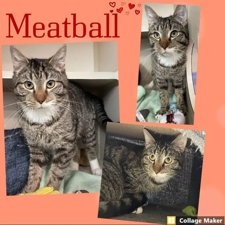 An adult medium-sized male Domestic Short Hair cat named Meatball for adoption in Clearfield, PA