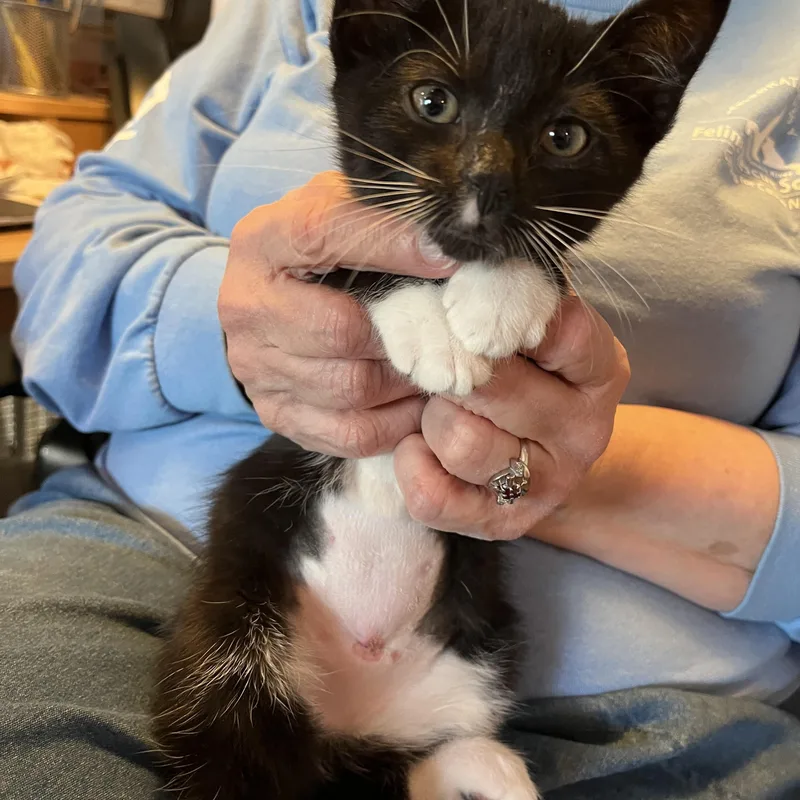A baby small-sized female Black & White / Tuxedo Domestic Short Hair cat named Ooky Spooky for adoption in Salisbury, MA