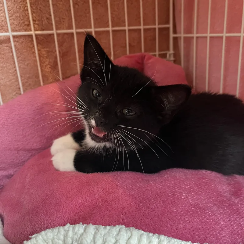 Ooky Spooky thumbnail 2