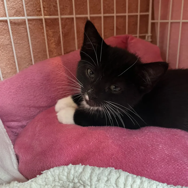 Ooky Spooky thumbnail 3