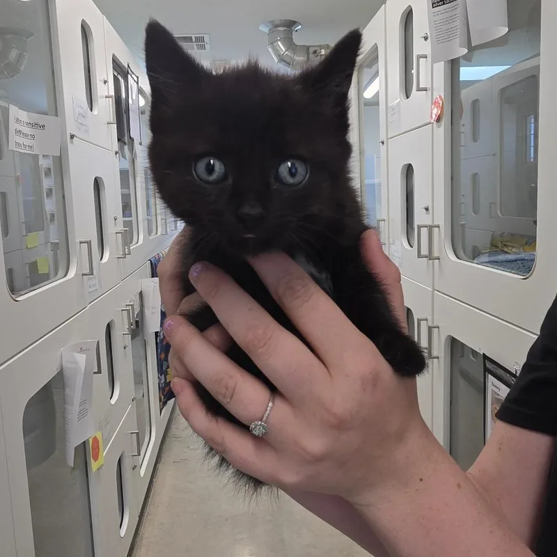 A baby small-sized male Black Domestic Short Hair cat named Gator for adoption in Jasper, IN