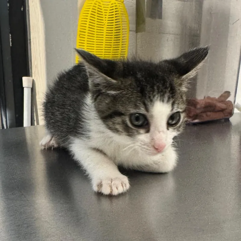 A baby small-sized female Black Domestic Short Hair cat named Catapillar for adoption in Columbiana, AL