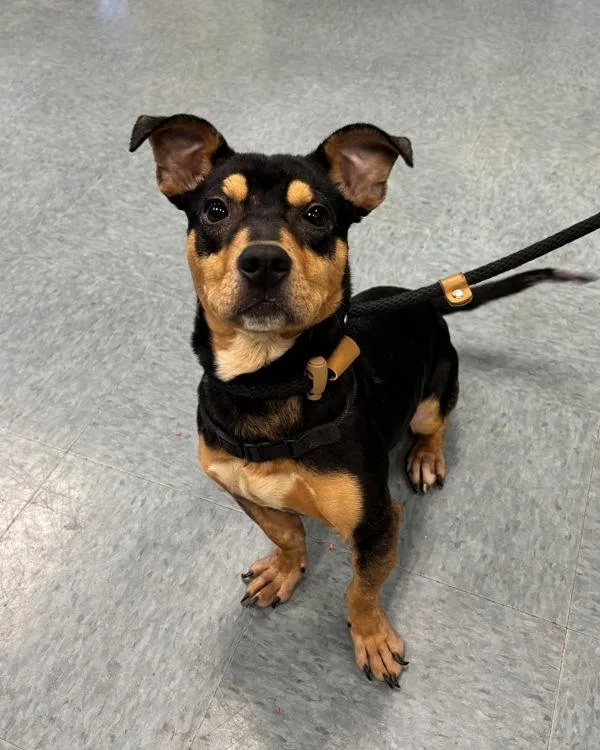 A young small-sized male Dachshund dog named Skinny Bobenny for adoption in Richmond, VA