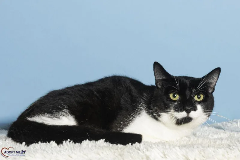 An adult small-sized male Black Domestic Short Hair cat named Soup for adoption in Alexandria, VA