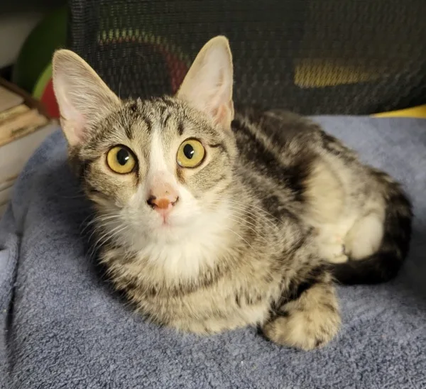 A baby medium-sized male Domestic Short Hair cat named Fil for adoption in Topeka, KS