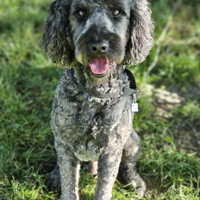 An adult medium-sized male Gray / Blue / Silver Goldendoodle dog named Chewey Springfield for adoption in O Fallon, IL
