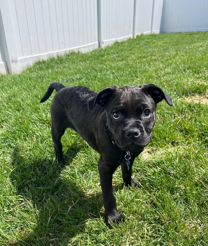 A baby medium-sized female Mixed Breed dog named Bella for adoption in De Pere, WI