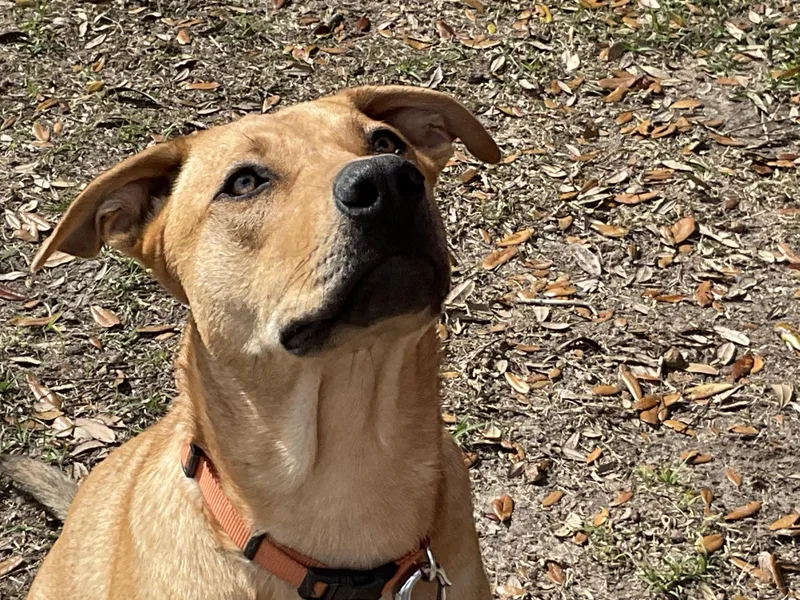 A young medium-sized female Golden Golden Retriever dog named Jazzy for adoption in Jesup, GA