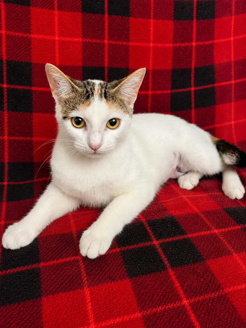 A baby medium-sized female Domestic Short Hair cat named Chevy for adoption in Oviedo, FL