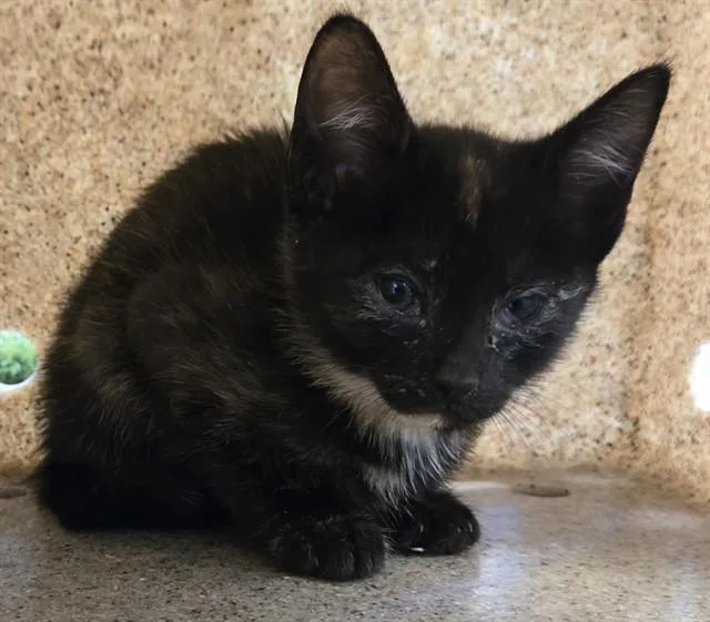 A baby medium-sized female Domestic Short Hair cat named Pawla for adoption in Lancaster, CA