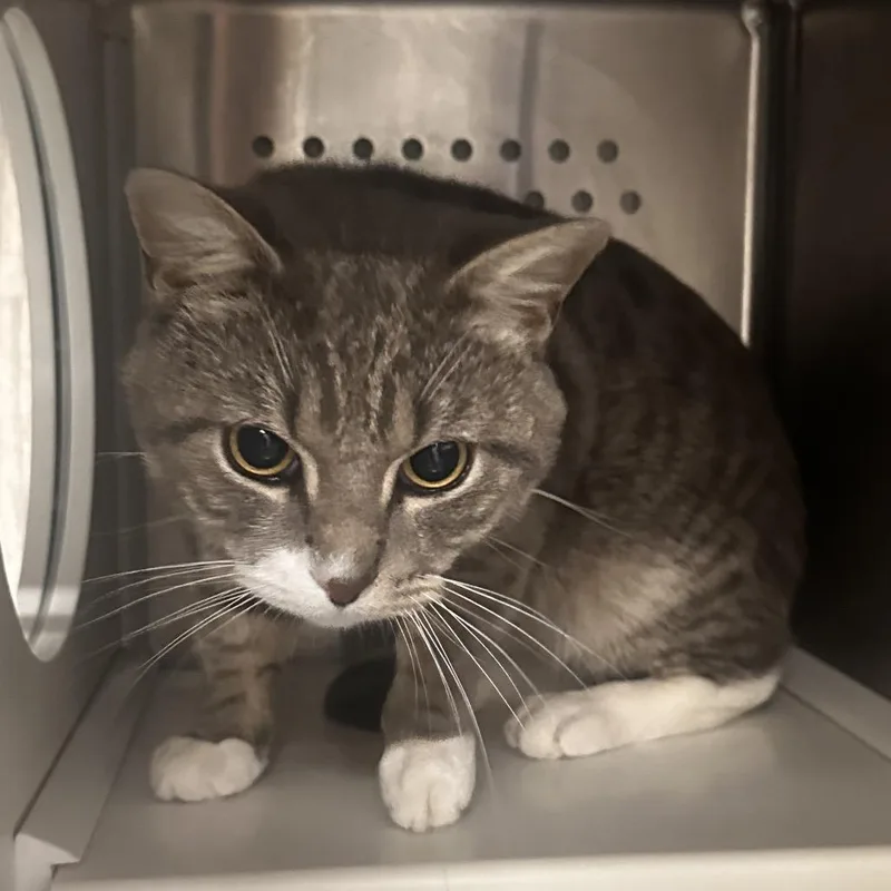 An adult large-sized male Gray / Blue / Silver Domestic Short Hair cat named Dapper Dominic for adoption in Dearborn, MI