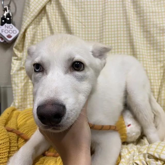 A baby small-sized male Husky dog named Sinatra for adoption in Modesto, CA