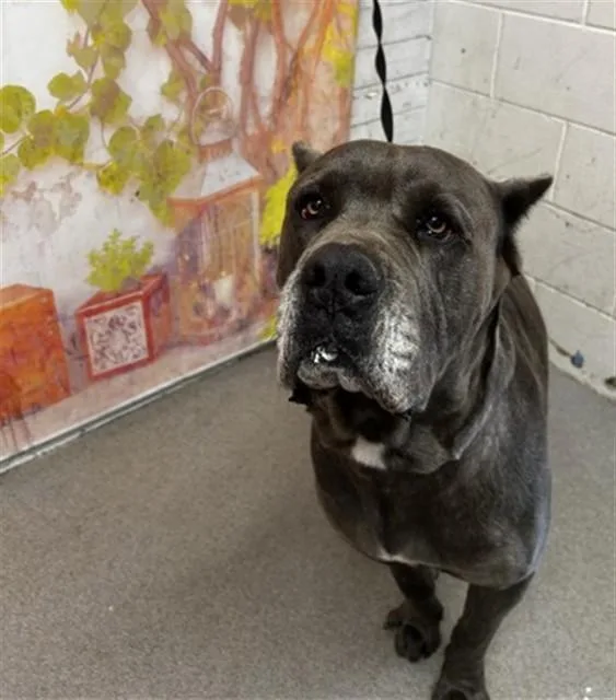 An adult large-sized male Cane Corso dog named Kerchak for adoption in San Bernardino, CA