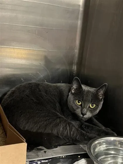 An adult medium-sized female Domestic Short Hair cat named Monique for adoption in West Chester, PA