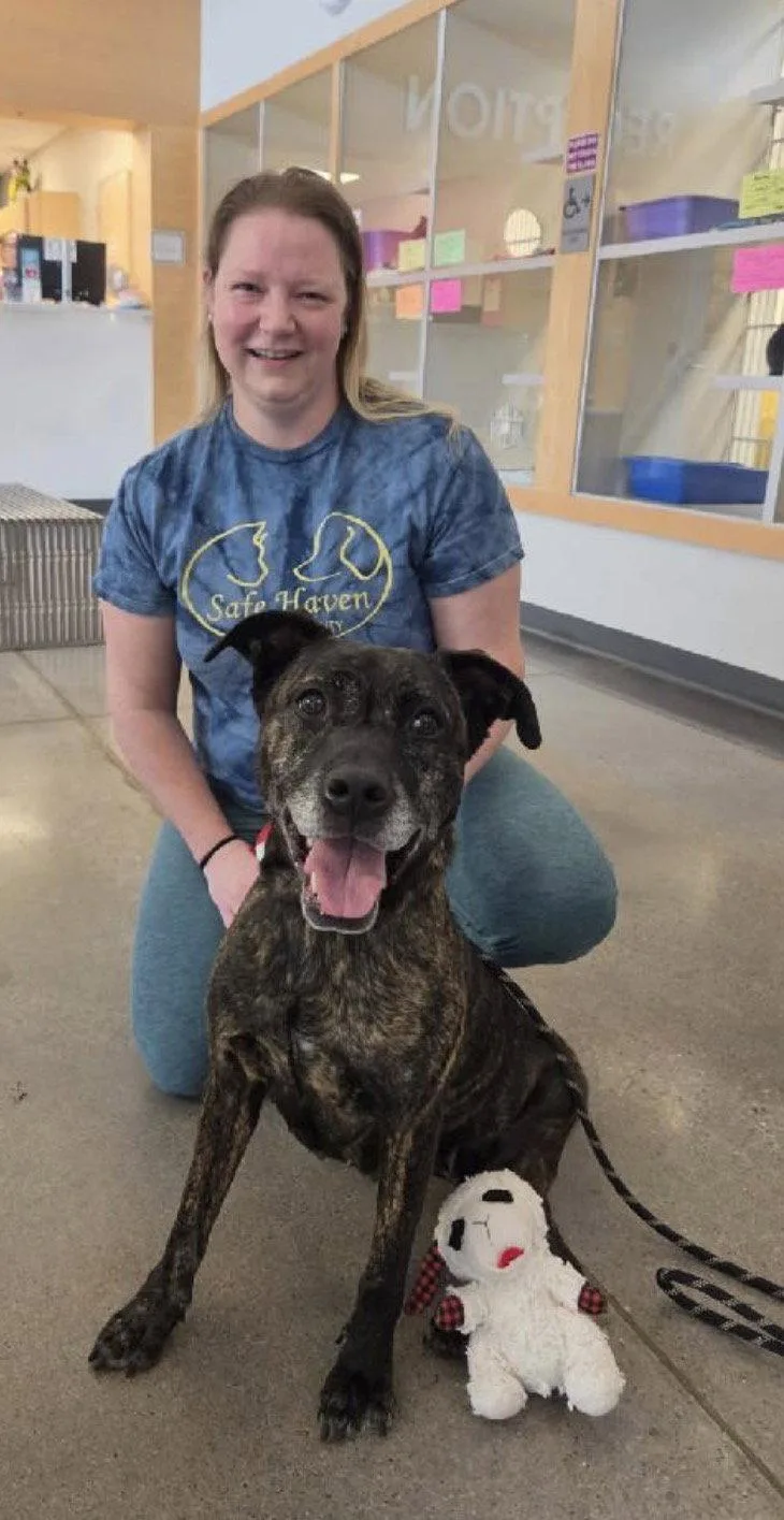 An adult medium-sized female Terrier dog named Fantasia for adoption in Williamsburg, IA