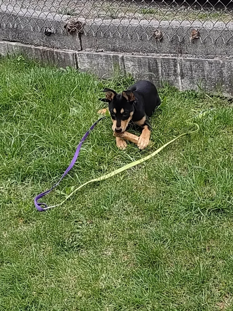 Sugar Magnolia thumbnail 2