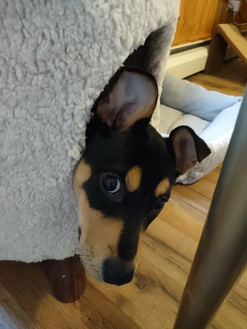 Sugar Magnolia thumbnail 3