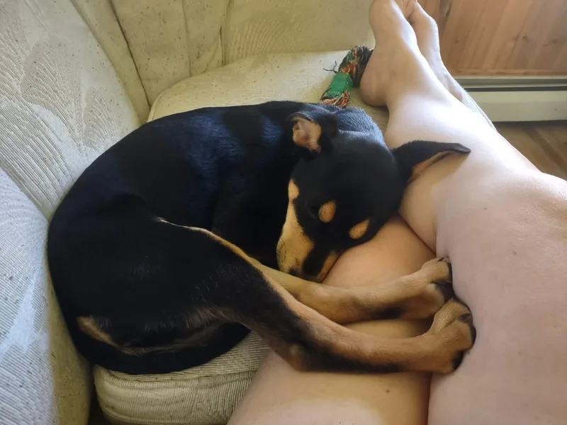 Sugar Magnolia thumbnail 4