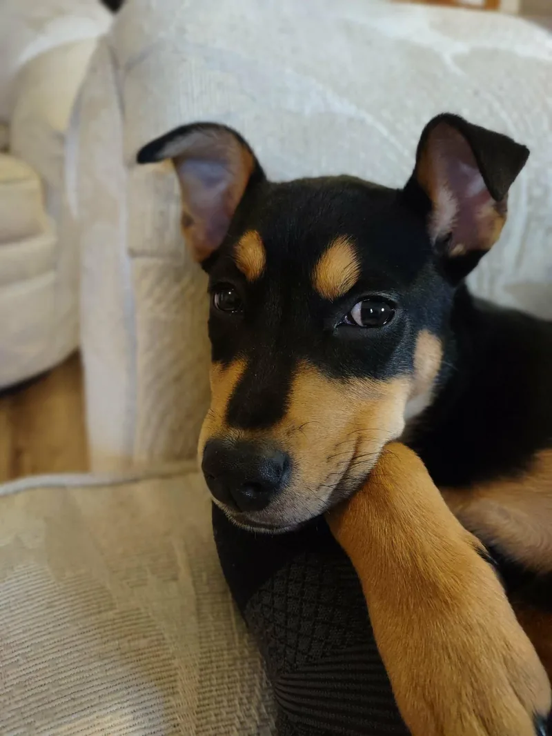 Sugar Magnolia thumbnail 5