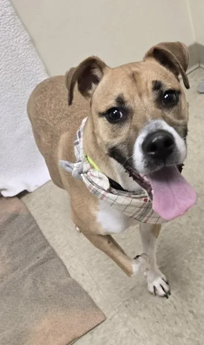 A young medium-sized male Tricolor (Brown, Black, & White) Mixed Breed dog named Forest for adoption in Hamilton, OH