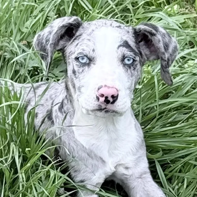 Jellybean thumbnail 2