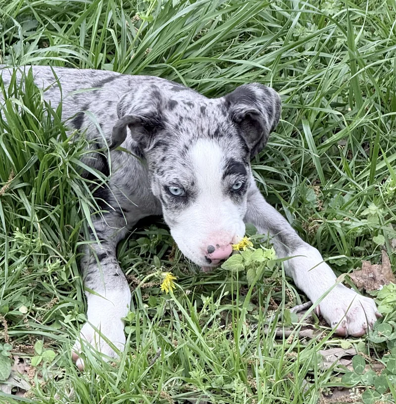 Jellybean thumbnail 3