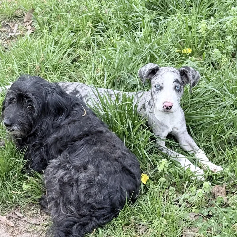 Jellybean thumbnail 4