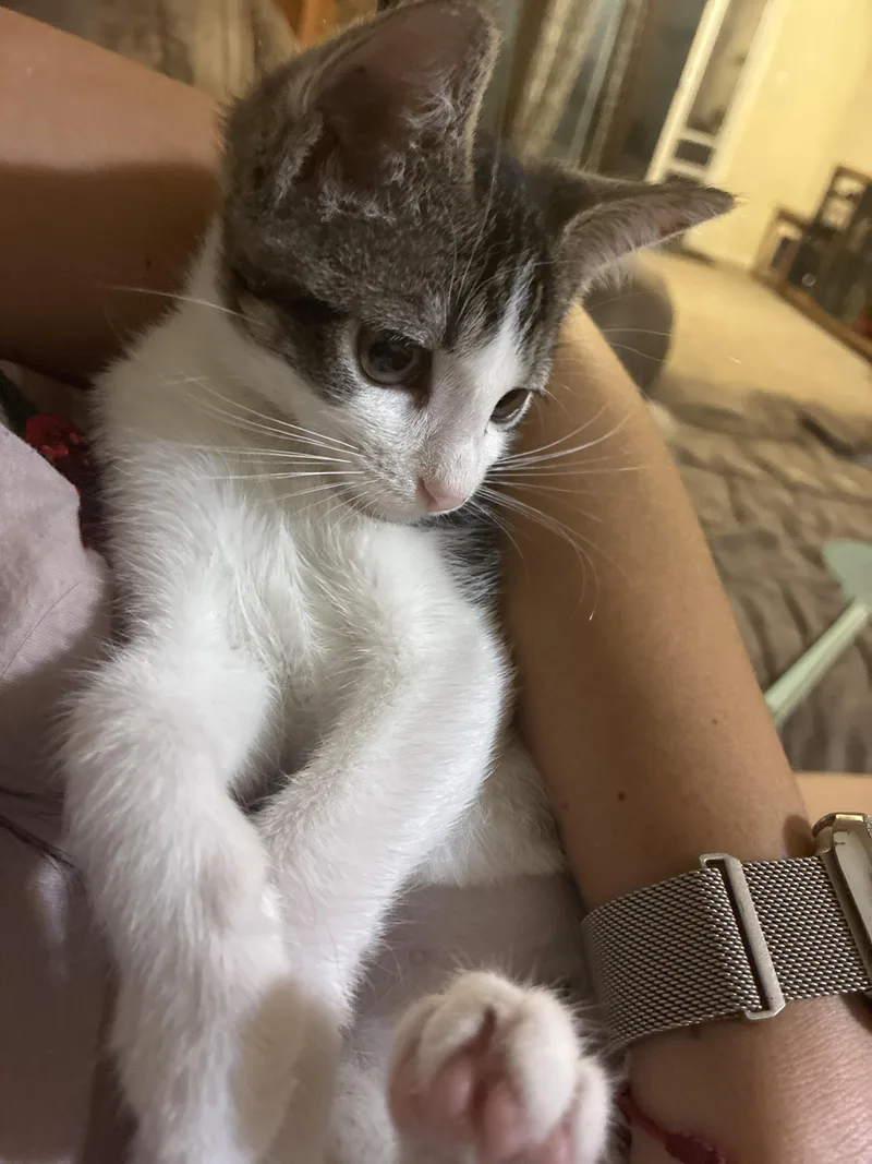 A baby small-sized female Domestic Short Hair cat named Squirt for adoption in Tracy, CA