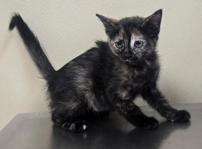 A baby medium-sized female Domestic Short Hair cat named Tessie for adoption in Brainerd, MN